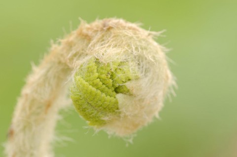 Crown fern or claytosmunda (Osmunda claytoniana), leaf emergence in spring, ornamental plant, North