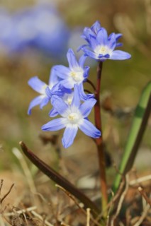 Lucile's glory-of-the-snow (Chionodoxa luciliae), flowers, ornamental plant, North