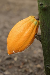 Cocoa tree (Theobroma cacao), cocoa fruit on the tree