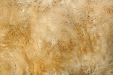 Charolais cattle (Bos primigenius taurus), coat detail, North Rhine-Westphalia, Germany, Europe