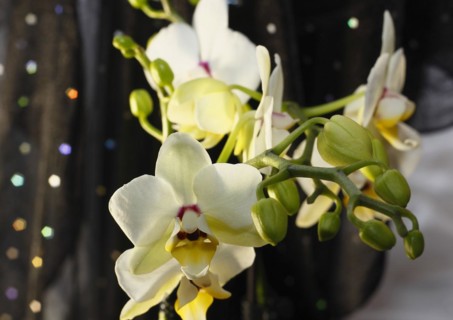 Butterfly orchid (Phalaenopsis), flowers