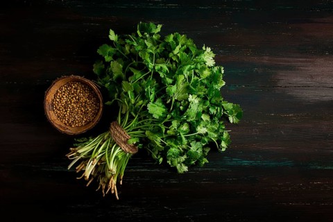 Bunch of fresh Cilantro, coriander seeds, on a dark wooden table, close-up, top view, no people.
