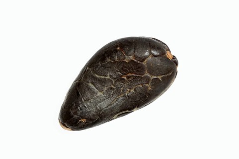 Cocoa tree (Theobroma cacao), cocoa bean