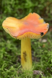 Blackening sapling or conical sapling (Hygrocybe conica, Hygrocybe nigrescens), North