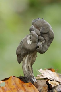 Grubenlorchel or Gruben-Lorchel (Helvella lacunosa, Helvella sulcata), North Rhine-Westphalia,