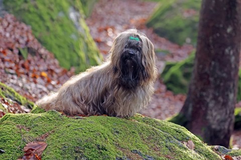 Lhasa Apso