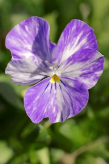 Horned pansy (Viola cornuta), flower, North Rhine-Westphalia, Germany, Europe