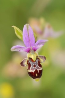 Woodcock bee-orchid (Ophrys scolopax), flower, Provence, southern France