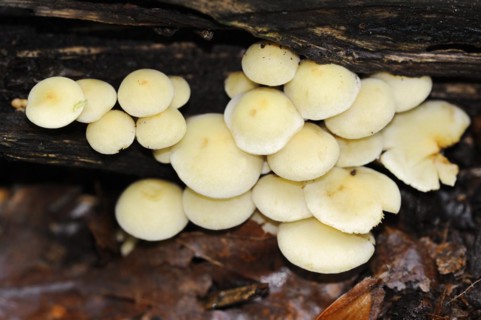 Sulphur tuft (Hypholoma fasciculare), North Rhine-Westphalia, Germany, Europe