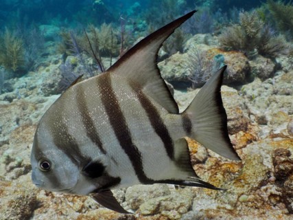 Atlantic spadefish (Chaetodipterus faber) in a typical Caribbean reef landscape. Dive site John