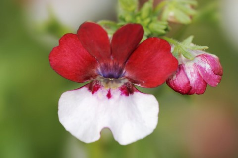 Pouch nemesia (Nemesia strumosa), flower, ornamental plant, North Rhine-Westphalia, Germany, Europe