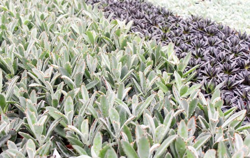 Small succulent plants background. greenhouse, top view, floral texture
