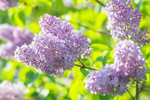 Blooming lilac in the botanical garden in spring