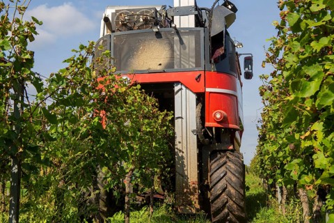 Harvest of Sankt Laurent red wine grapes in the Palatinate