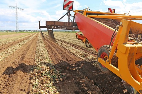 Farmer Markus Frank from Frankenthal during the agricultural onion harvest (onion harvesting)