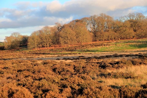 Winter landscape of deciduous trees and heather plants on heathland, Sutton Heath Suffolk, England,