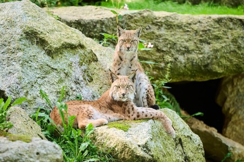Eurasian lynx (Lynx lynx) mother with its youngster on a rock, Bavaria, Germany, Europe