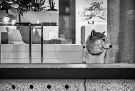 Dog looking curiously out of window, shop window, shop, Stuttgart, Baden-Württemberg, Germany,