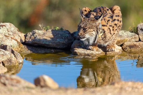 Iberian lynx (Lynx pardinus), drinking water at the waterhole, Hides De Calera / Lynx Hide, Calera