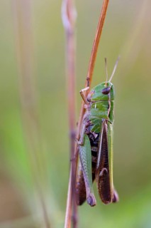 Stripe-winged grasshopper (Stenobothrus lineatus), grasshopper, short-fingered grasshopper, insect,