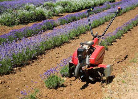 Lavender plants at Norfolk Lavender garden centre attraction, Heacham, Norfolk, England, United