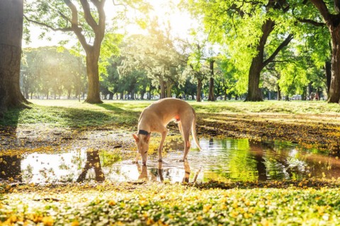 A light brown Spanish Greyhound stands, drinking water from a puddle during sunset in a blooming