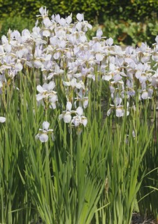 Siberian iris (Iris sibirica), flowers, North Rhine-Westphalia, Germany, Europe