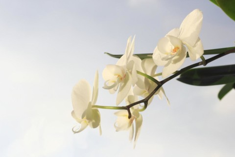 White orchid (Phalaenopsis), flower, North Rhine-Westphalia, Germany, Europe