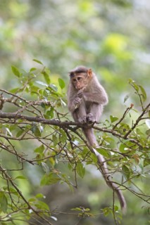 Bonnet macaque (Macaca radiata), Periyar Wildlife Sanctuary or Periyar National Park, Idukki
