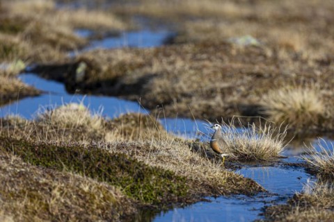 Eurasian dotterel (Charadrius morinellus), adult female standing in a bog landscape, Varanger,