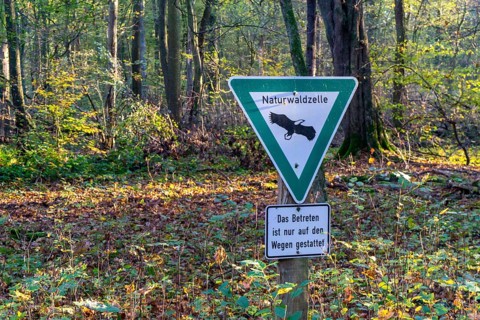 Natural forest cell, Überanger Mark forest, near Düsseldorf, protected forest area left to its own