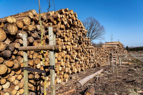 Cleared forest area north of the village of Hirschberg, Soest district, dead spruce stands were