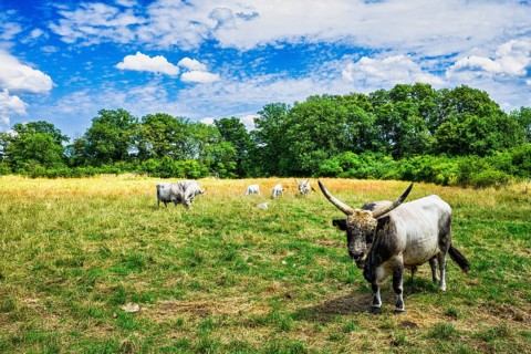 Hungarian Grey Cattle near Lenzen Elbe, Brandenburg, Germany, Europe