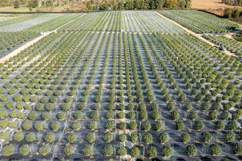 Paw Paw, Michigan, Grasshopper Farms, a large outdoor cannabis grower in west Michigan