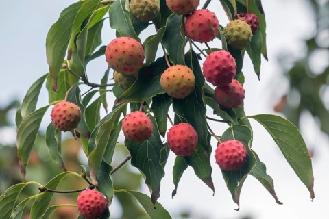 Japanese flowering dogwood (Cornus kousa), fruits, Münsterland, North Rhine-Westphalia, Germany,