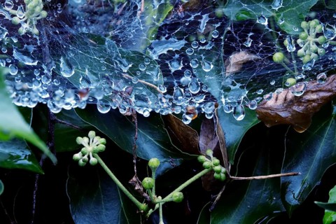 Cobweb threads with water droplets, end of August, Germany, Europe