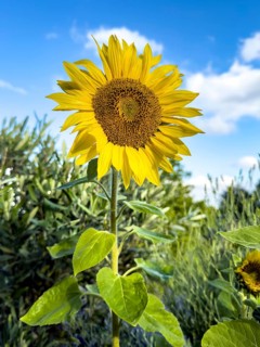 Common sunflower (Helianthus annuus) has flower with yellow petals open in front of blue sky with