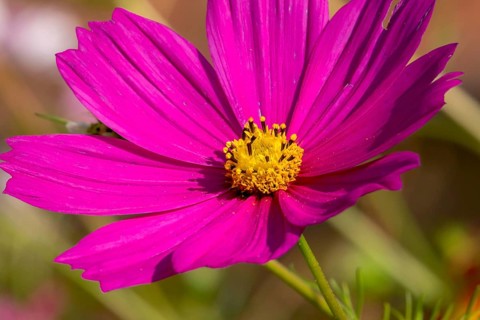 Mexican aster (Cosmos bipinnatus), Alsace, France, Europe