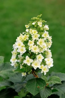 Oakleaf hydrangea (Hydrangea quercifolia), flower, in bloom, Germany, Europe