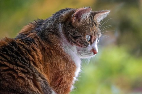 Cat, European Shorthair, domestic cat (Felis catus), tricoloured, portrait, Baden-Württemberg,