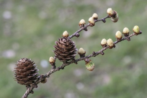 Larch (Larix decidua), male and female flowers and cones, Emsland, Lower Saxony, Germany, Europe