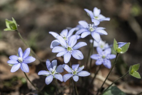 Liverwort (Hepatica nobilis), North Rhine-Westphalia, Germany, Europe