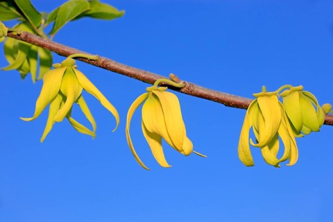 Ylang-ylang (Cananga Odorata), flower, blooming, Nosy Be, Madagascar, Africa