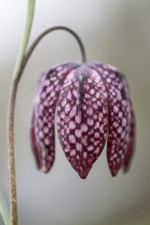 Snake's head fritillary (Fritillaria meleagris), Emsland, Lower Saxony, Germany, Europe