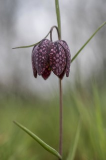 Snake's head fritillary (Fritillaria meleagris), Emsland, Lower Saxony, Germany, Europe