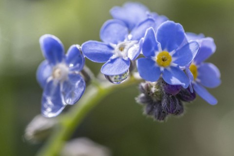 Wood forget-me-not (Myosotis sylvestris), Emsland, Lower Saxony, Germany, Europe