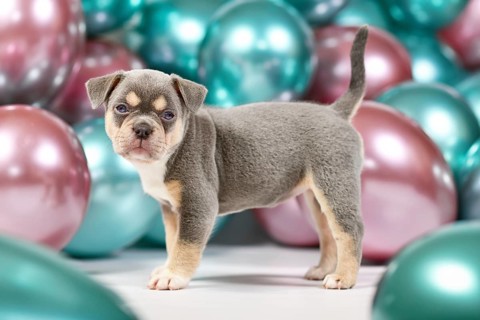 Six weeks old healthy lilac tan French Bulldog dog puppy with tail standing in front of colorful