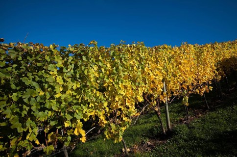 Vineyard, vines, vineyards, viticulture, autumn colouring, autumn, Kappelberg, Fellbach,