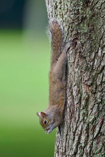 American grey squirrel (Sciurus carolinensis), climbing headfirst down a tree trunk, Pembroke