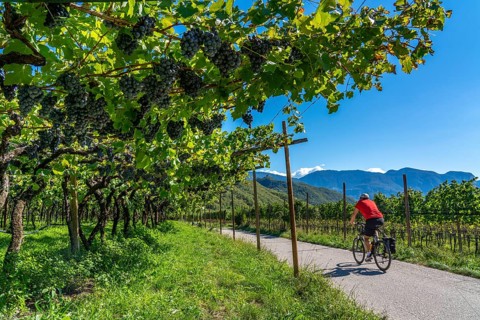 Cycle path through the wine-growing areas in South Tyrol, near Kaltern on the wine route, shortly